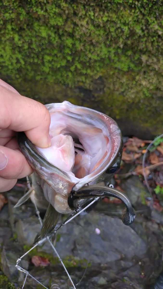 こしあん tweet media