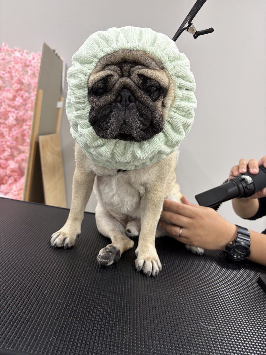 どて煮🐶 tweet media