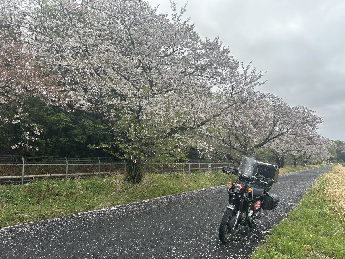 秘密基地moleと風來の森　管理人 tweet media