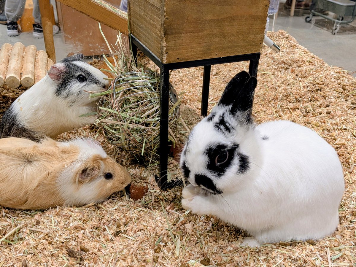 れいᵕ̈*2026年＝令和8年＝昭和101年 ̆̈·͜·ᰔᩚｰ̤̮* tweet media