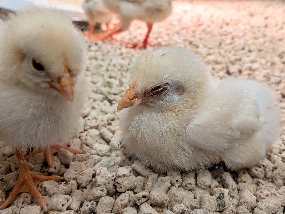 れいᵕ̈*2026年＝令和8年＝昭和101年 ̆̈·͜·ᰔᩚｰ̤̮* tweet media