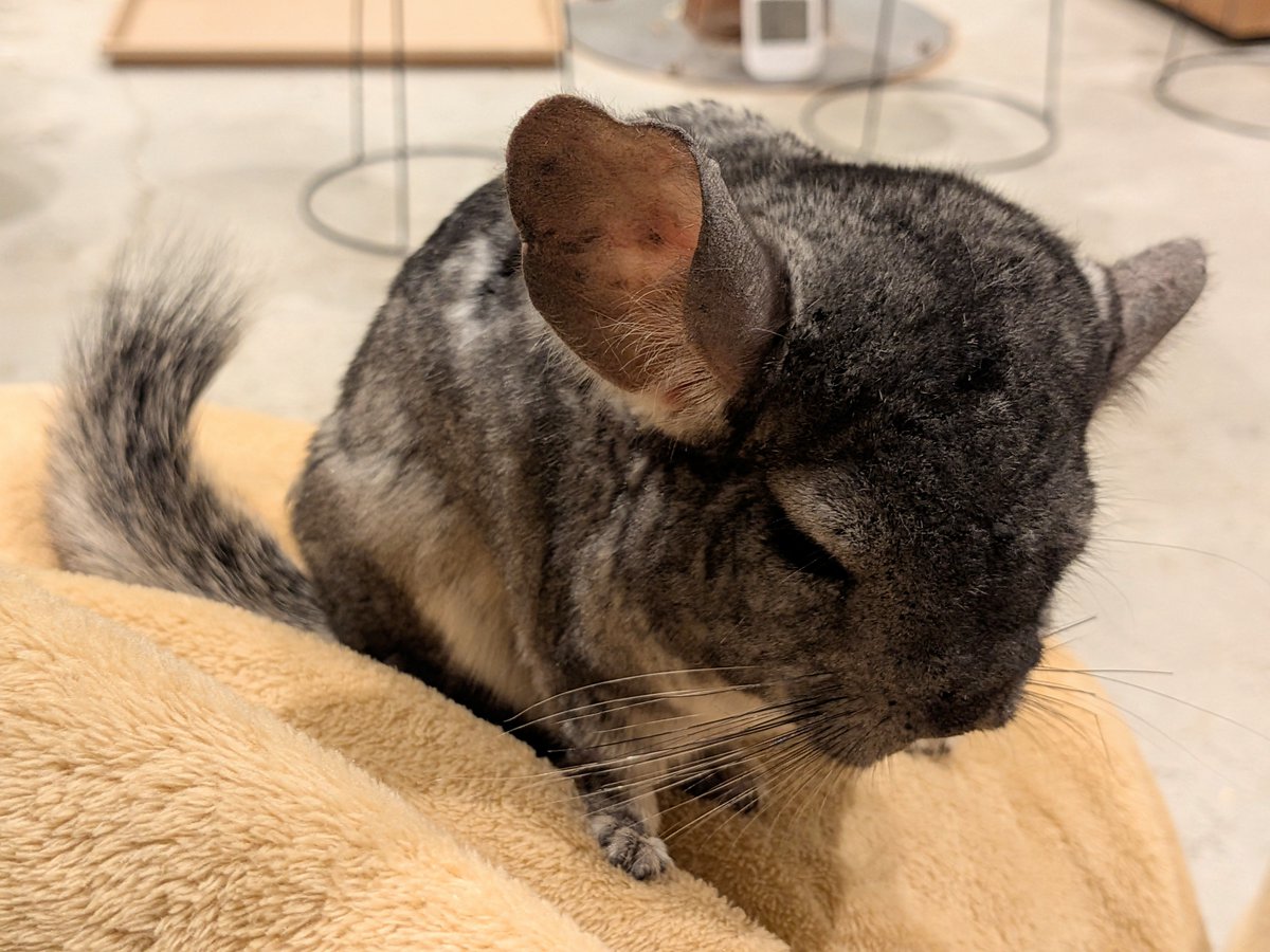 れいᵕ̈*2026年＝令和8年＝昭和101年 ̆̈·͜·ᰔᩚｰ̤̮* tweet media