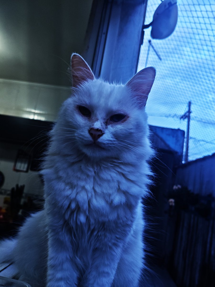 Demetrioˢᶠᶜ💀 tweet media