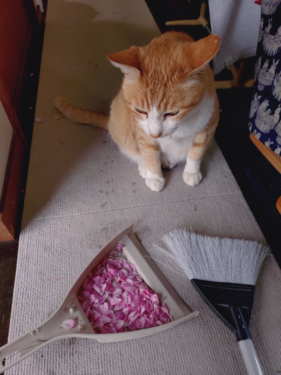 夕野ぴゆ tweet media