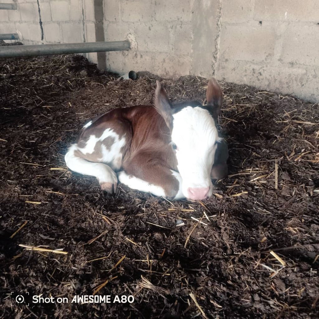 Usmateee's tweet photo. Today, we welcomed a new addition to the farm, a beautiful brown heifer with white patches, a purebred.
🐄🌱 #DairyFarming https://t.co/ztmofrw1IQ