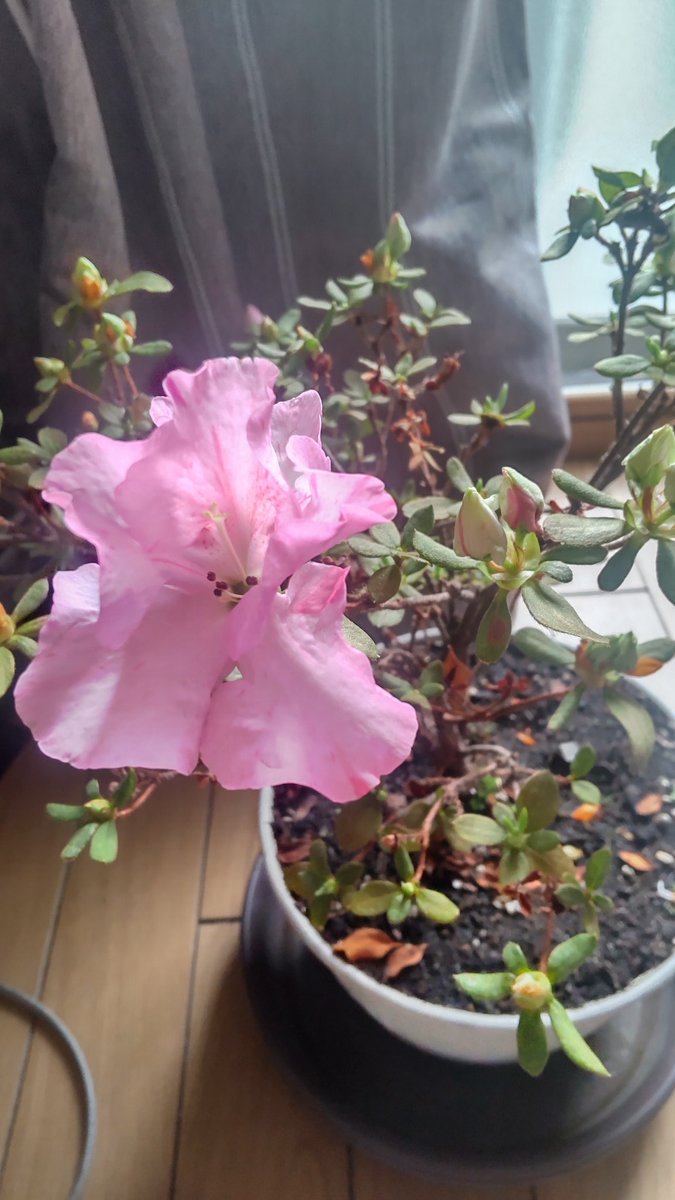 しゅが(佐藤非常口)@仙台 tweet media