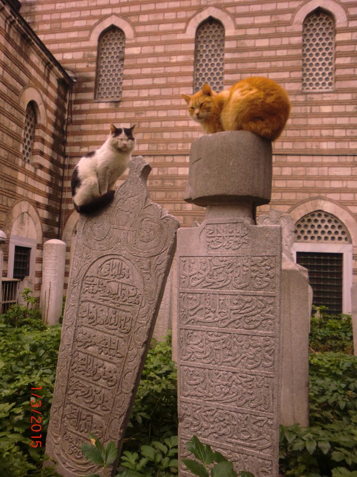 MENA Visuals tweet media