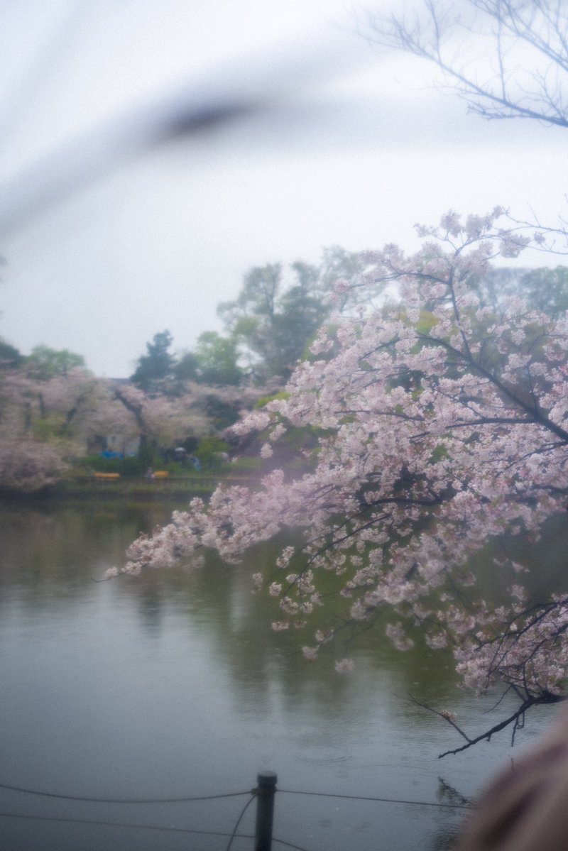 mashuu -ましゅう- tweet media