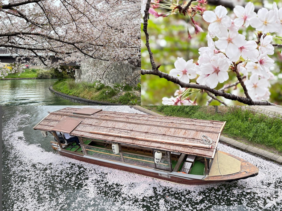 ニコ.🐬 tweet media