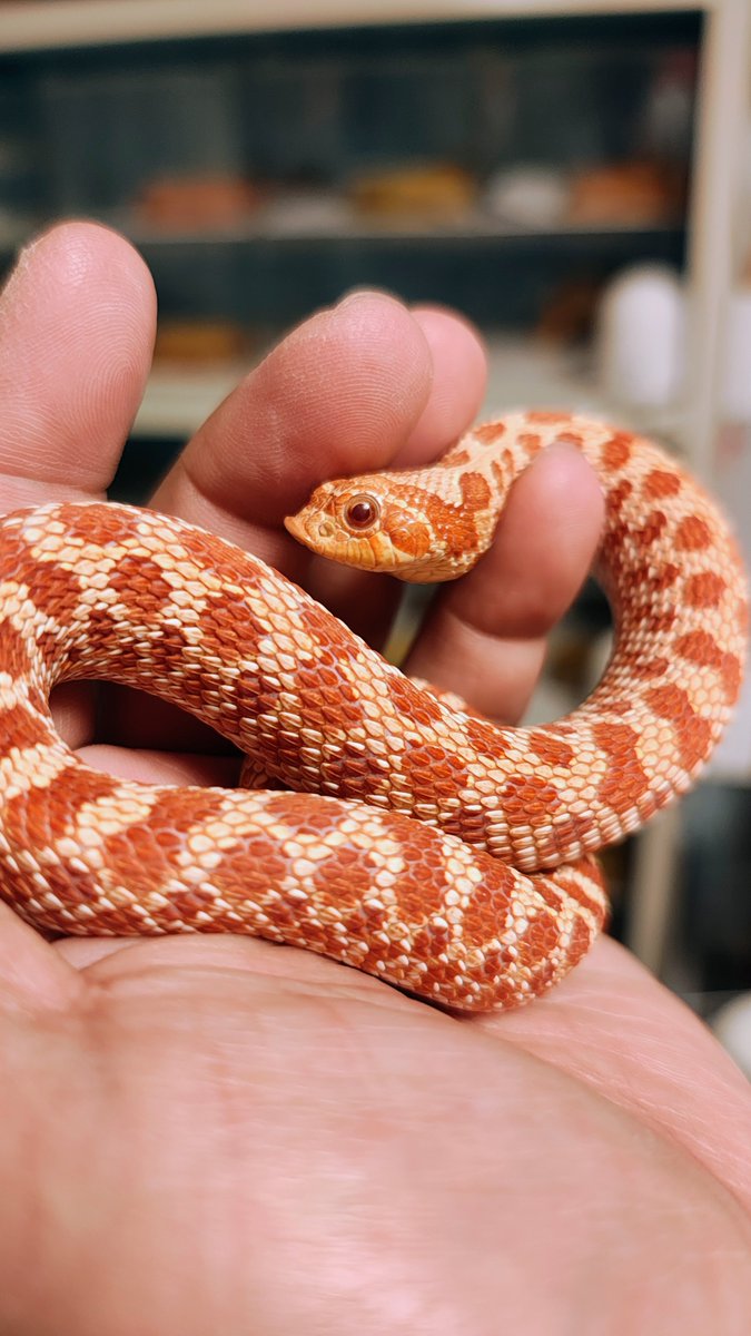 ネコ軍曹R© tweet media