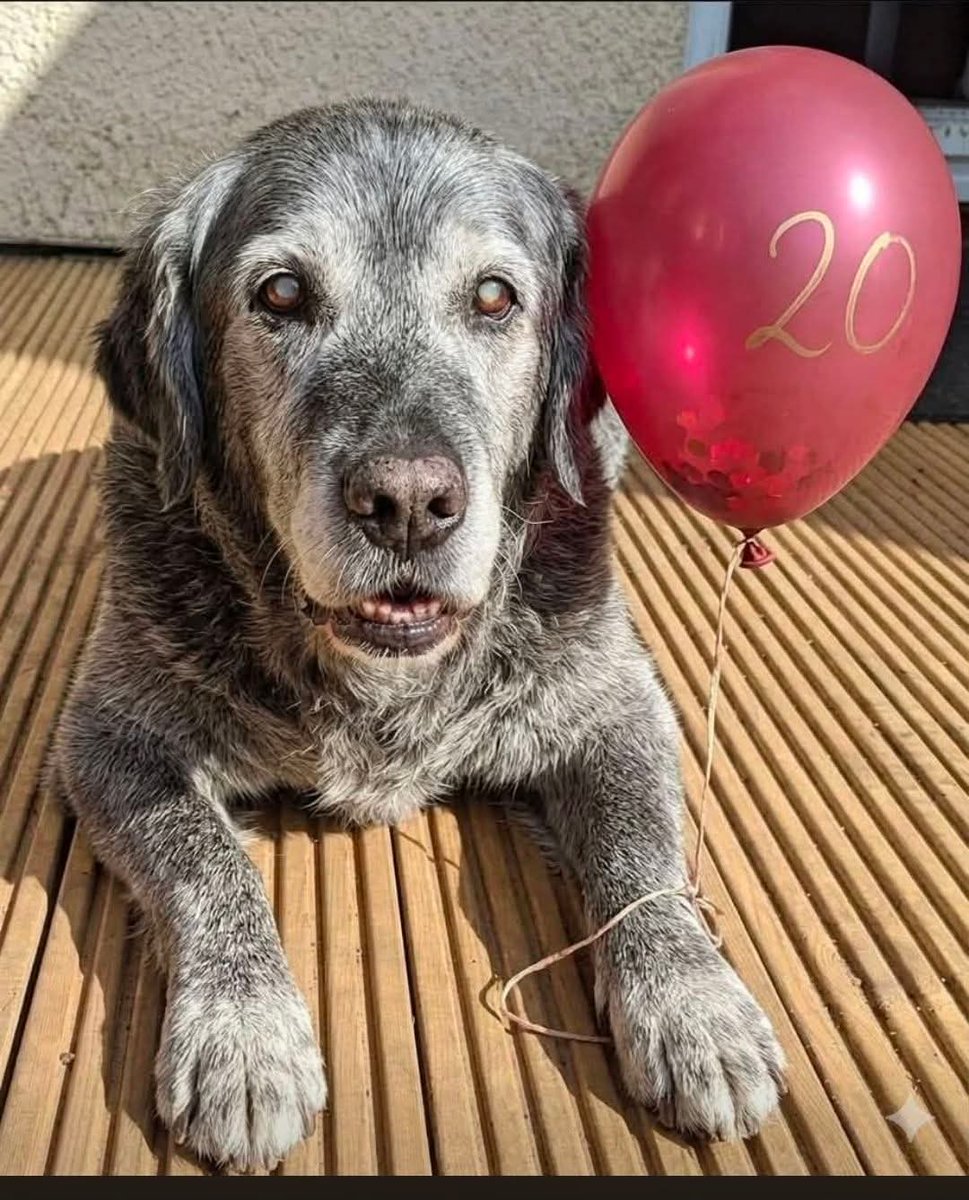 Nimra Shahzadi ❣️ tweet media