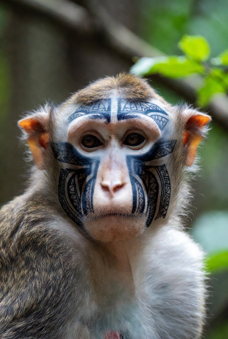 Chimp Trappa tweet media