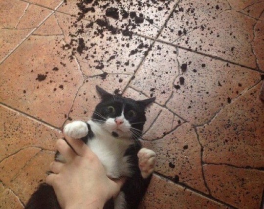 JS 🐺💖 tweet media