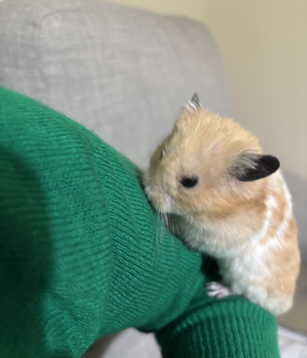 RebCoPTrainee's tweet photo. Need to go to bed but I have this Velcro baby attached to me ♥️ 🐹 #lovebug https://t.co/63FRB4Ukno