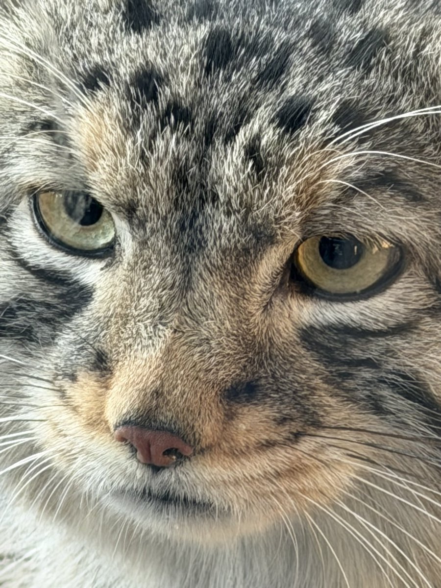 manul e𝕏plorer tweet media