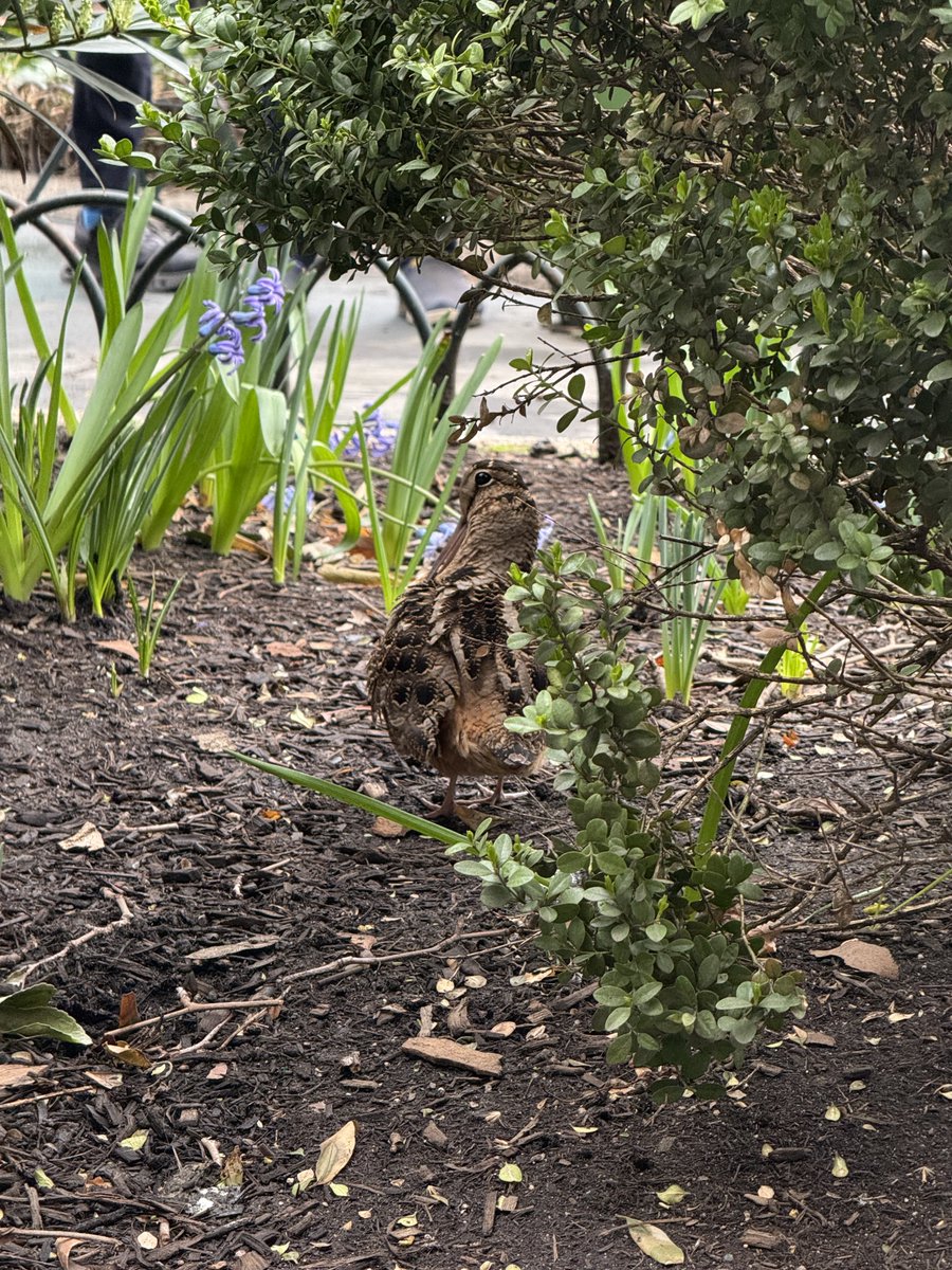 New York Public Library Research tweet media