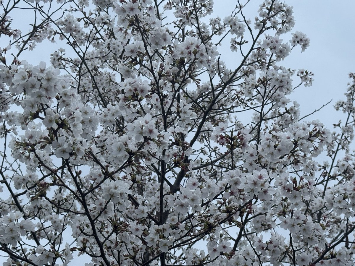 天気悪すぎたけど散歩してたら桜散る前に見れた