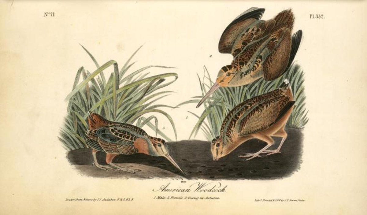 New York Public Library Research tweet media