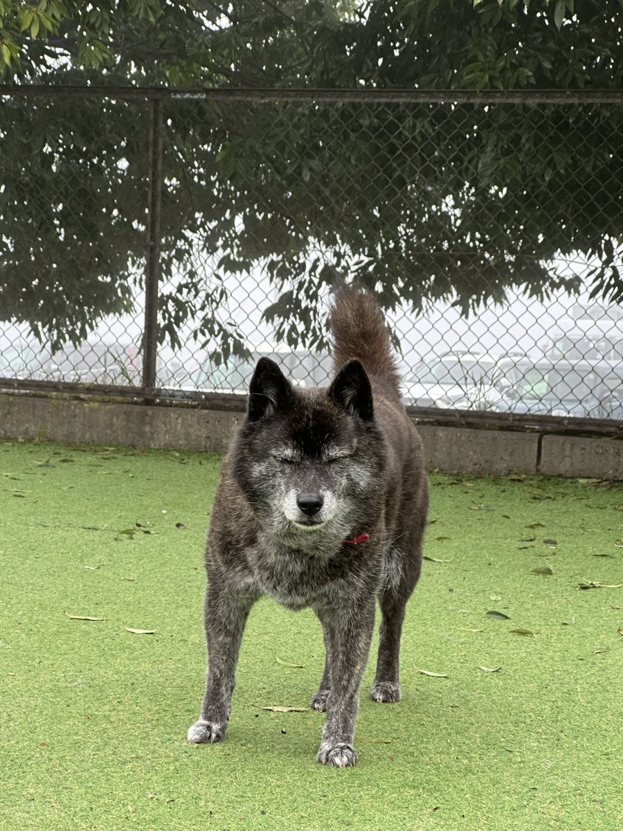 arrow poison tweet media