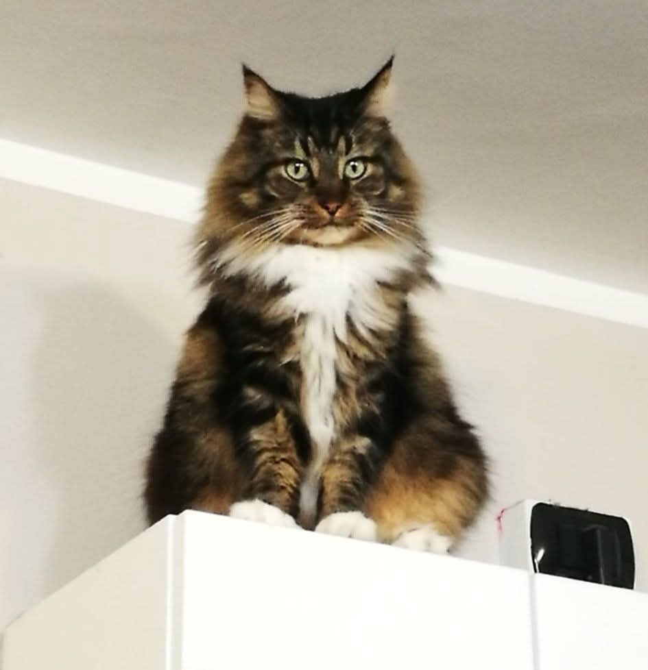 Serenella Raimondo tweet media