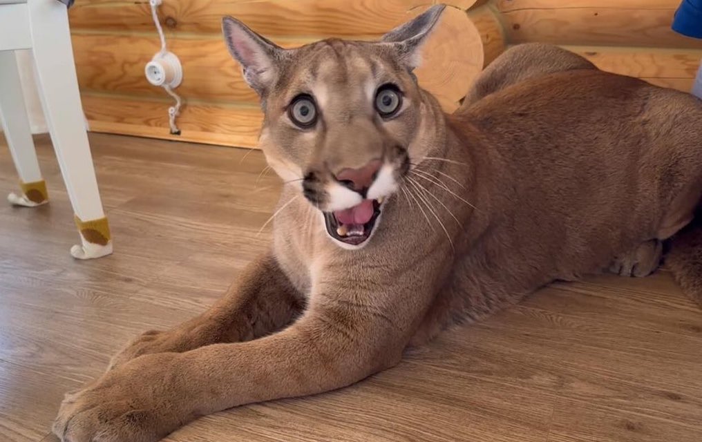 flurgley tweet media