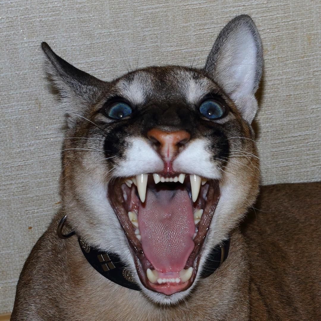 flurgley tweet media