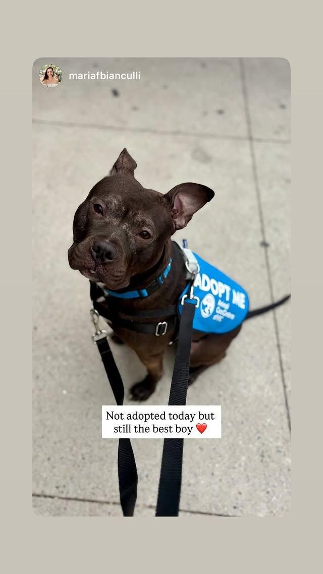 NMBewitched's tweet image. #Sundayshinning
#AdoptionisaPassion
#FostersSaveLives

Bowie😍😇🥰
The bestest boy! 
Believe it
#AdoptMe