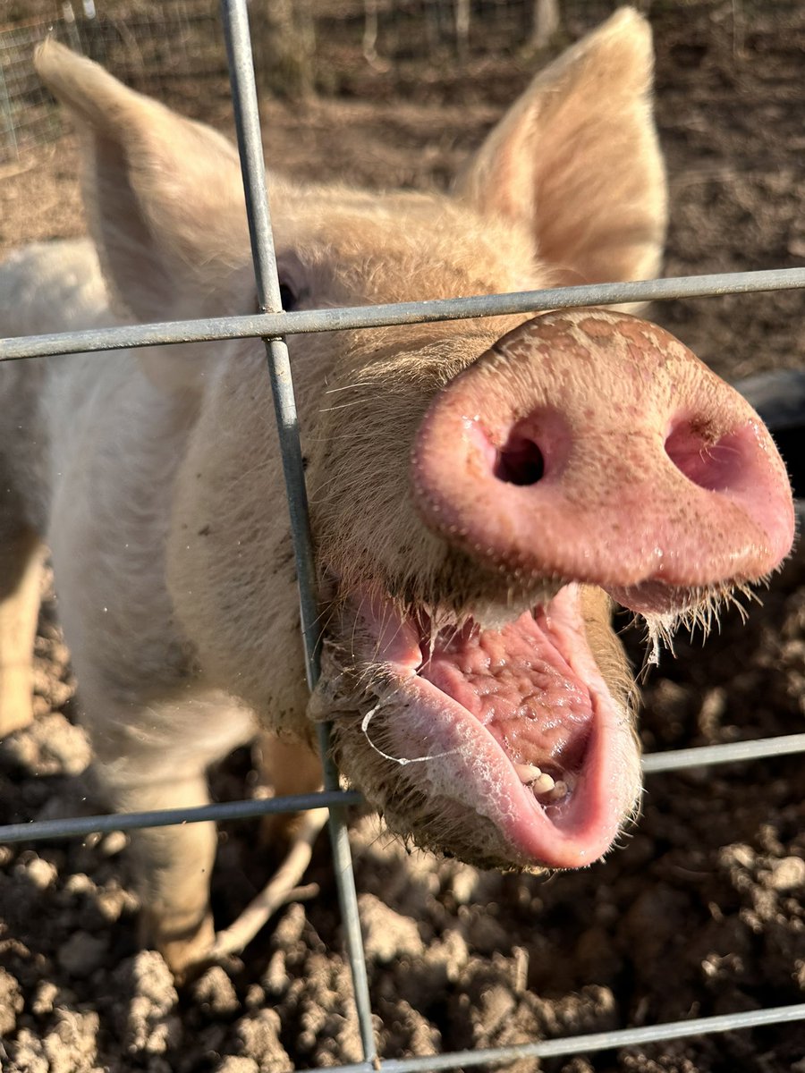 Mamacita tweet media