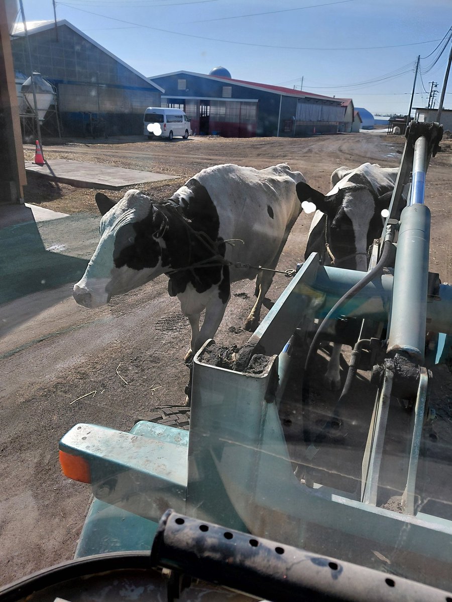 今？物凄い左の牛の動きに集中して横着な移動してる

おわかりいただけるだろうか？