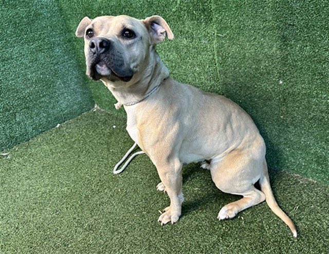 Labigator Mom tweet media