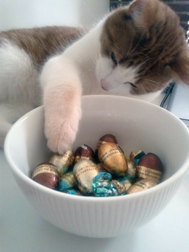 _ko_mon's tweet image. about #easteregg :
"Chocolate... more chocolate... and not a single one with fish!"
#photo via pinterest   
#catgang #cats #CatsOfTwitter #Caturday #HappyCaturday #CatLovers #CatsOfX #Easter