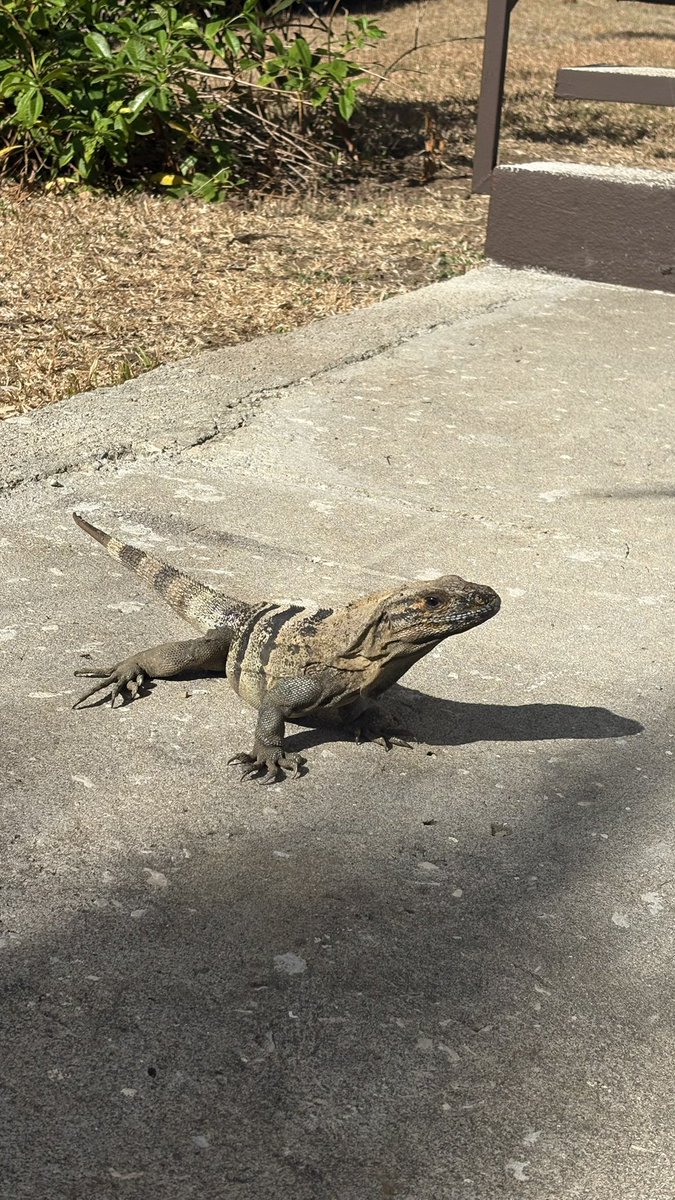 Daniel Chacón tweet media