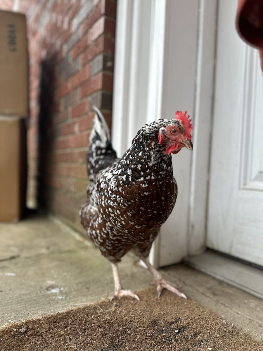 Mamacita tweet media