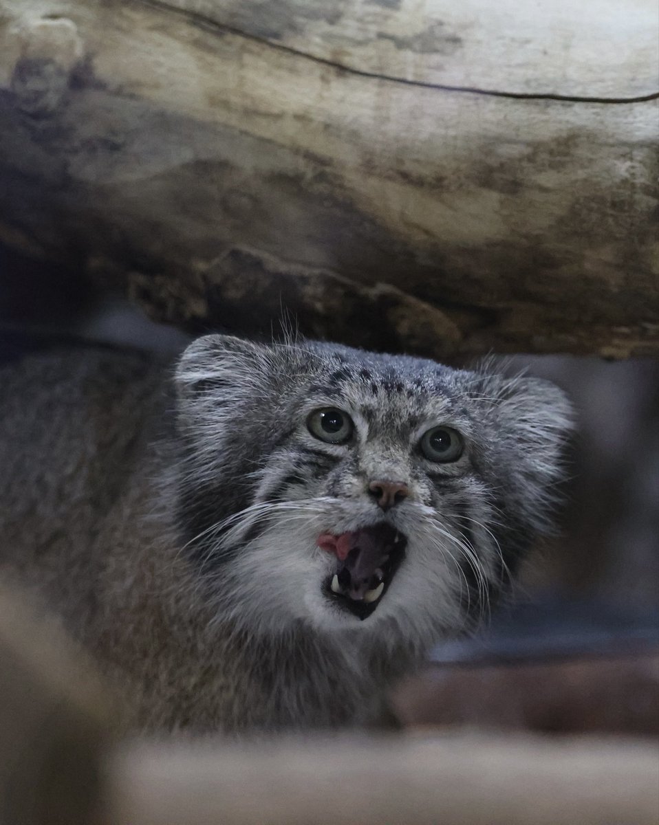 まるやままるお tweet media