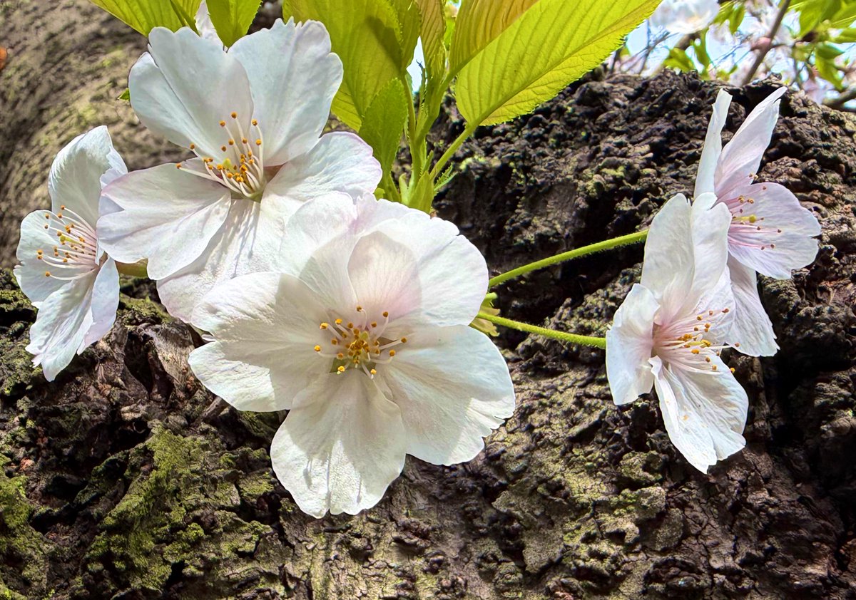 Ensemble de Clarinettes ALOUETTE(アルエッテ) 【ひばクラ】 tweet media