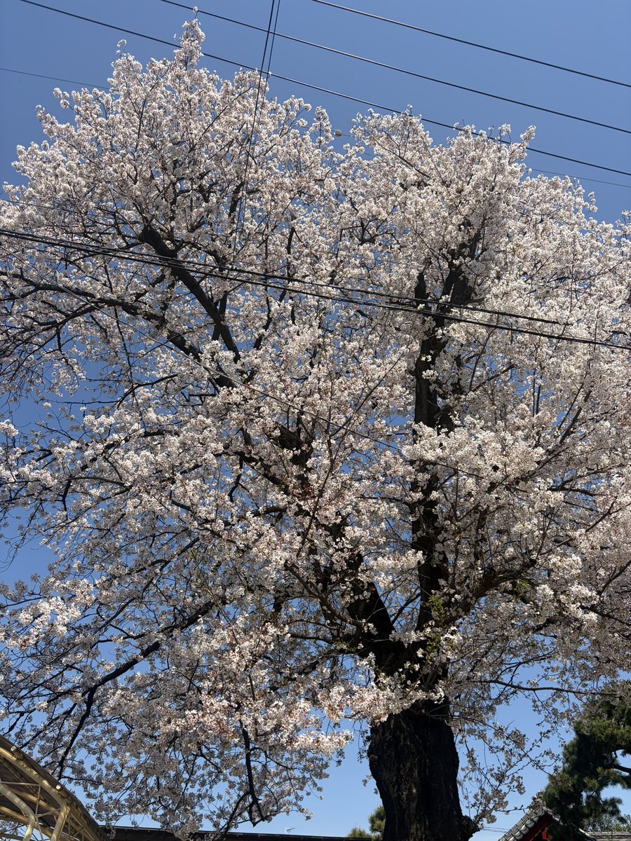 ヌッコ🐱ྀི &ᵀᴱᴬᴹ🆈🆄🅼🅰 tweet media