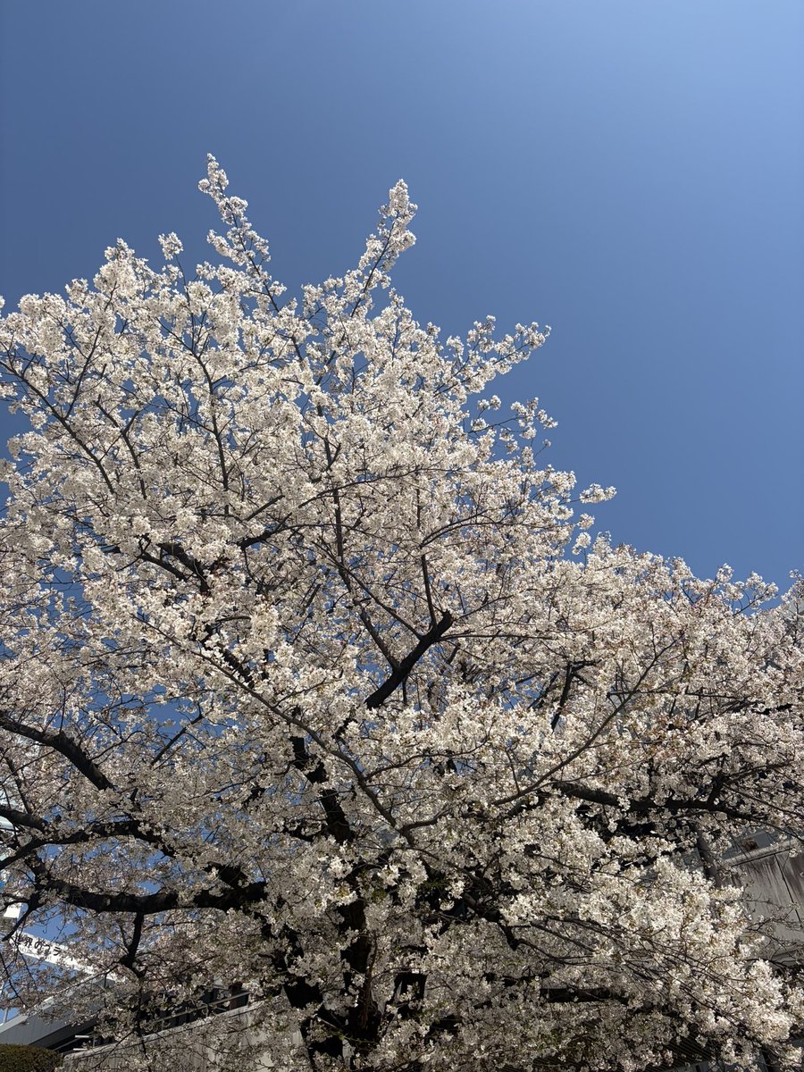 ヌッコ🐱ྀི &ᵀᴱᴬᴹ🆈🆄🅼🅰 tweet media