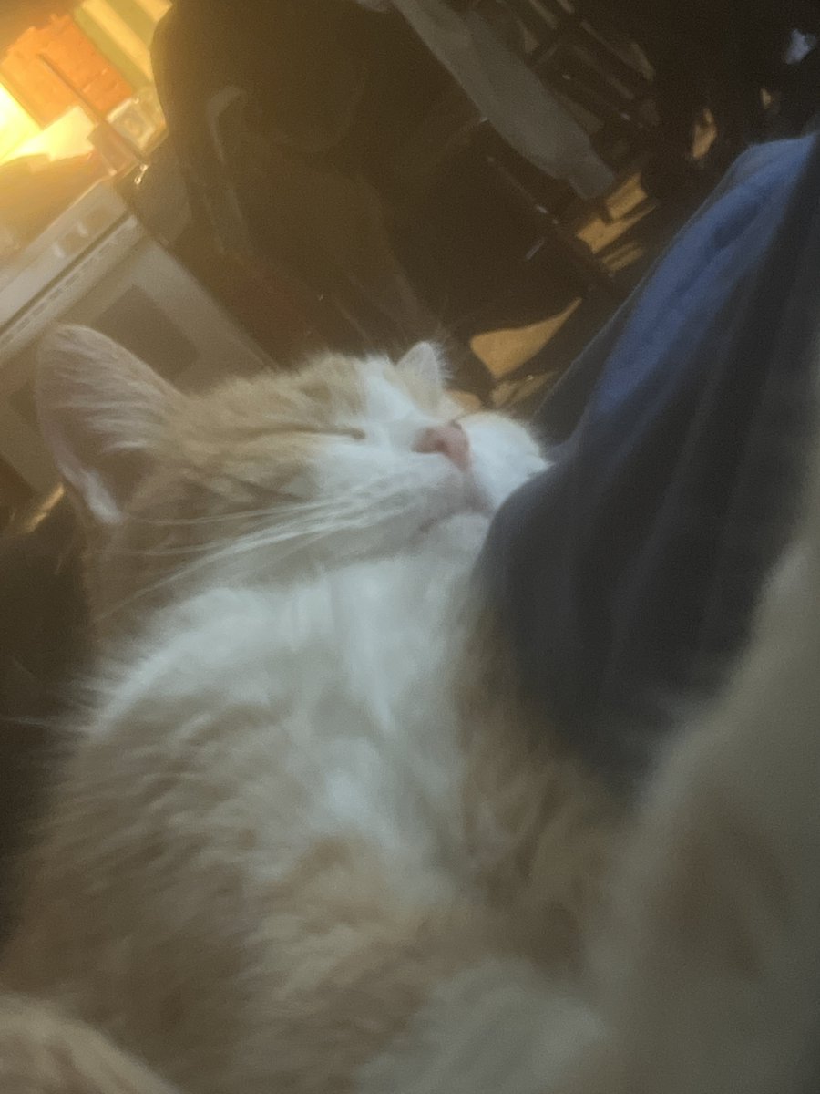 chandler tweet media