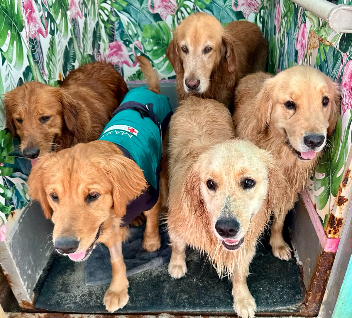 The Golden Ratio tweet media