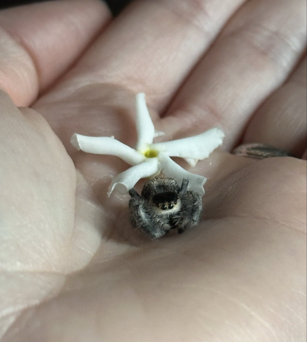 yuria 𖤐 tweet media