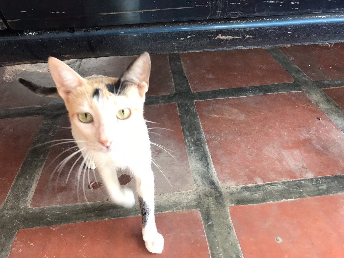 La Manada Miaucito 🇻🇪 tweet media