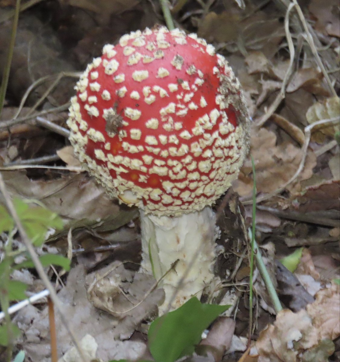 DonosoTorres's tweet photo. Reino Fungí #Osorno, Amanita muscaria 🍄 , usada por Chamanes por sus propiedades psicotrópicas https://t.co/doEjXQJOJj