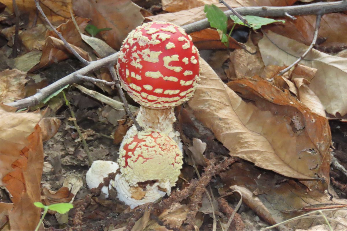 DonosoTorres's tweet photo. Reino Fungí #Osorno, Amanita muscaria 🍄 , usada por Chamanes por sus propiedades psicotrópicas https://t.co/doEjXQJOJj