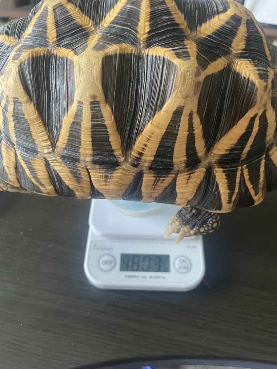 寿ん壱 tweet media