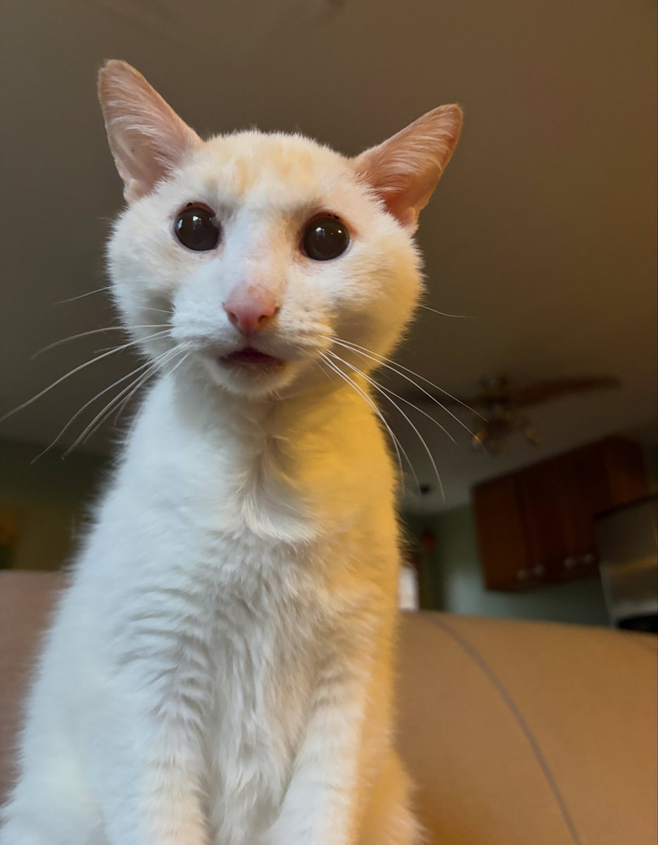 Ganymede tweet media