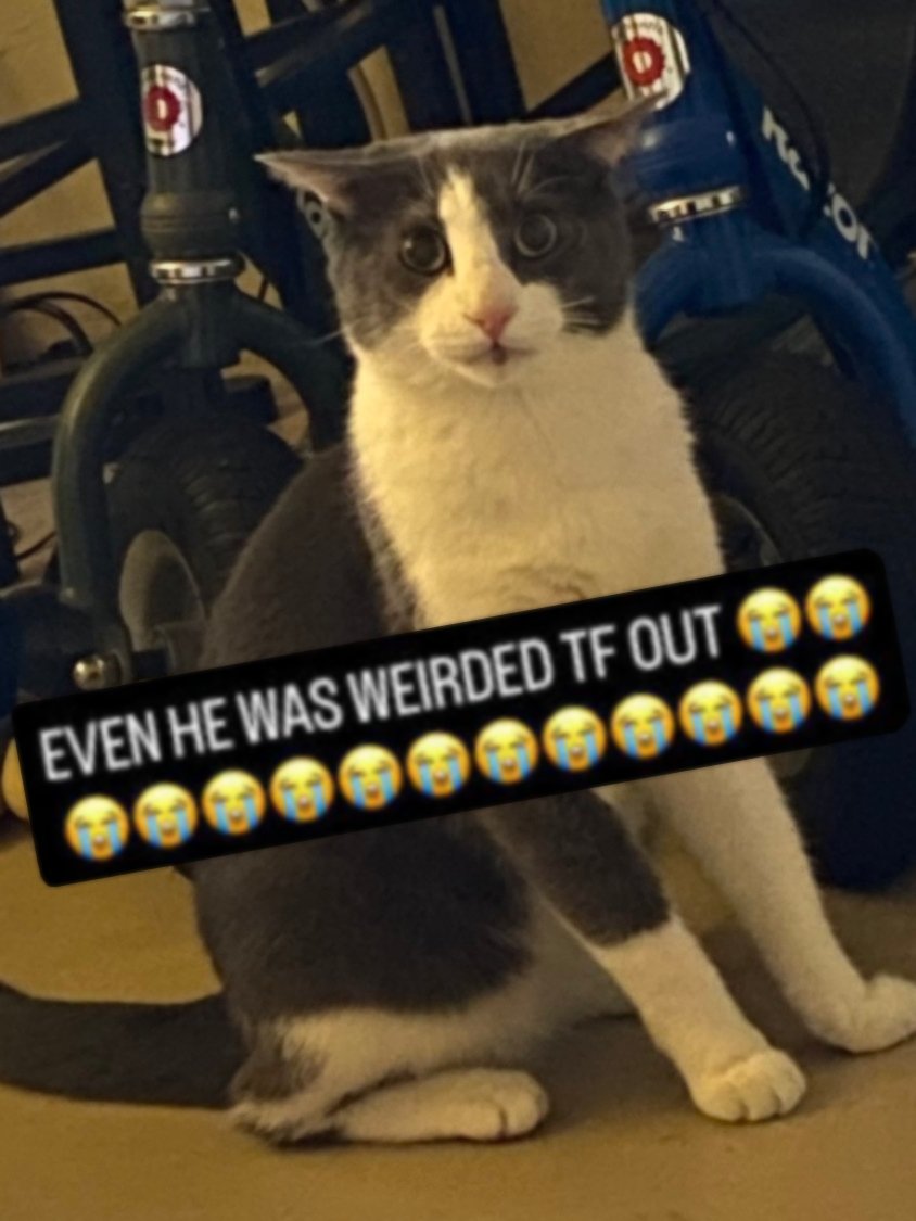 soggy cat tweet media