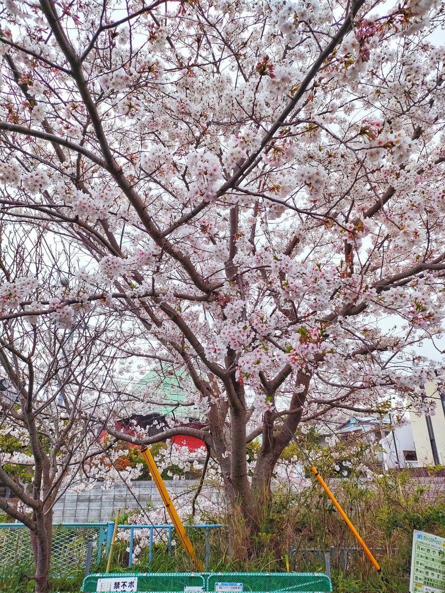 Shimachang tweet media