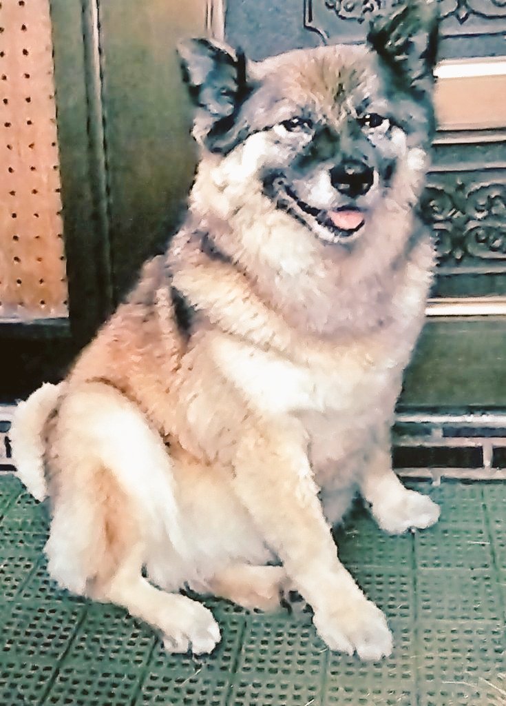 🌈🧸😙🍥🐾雑種犬のクマにゃん🤎🐾🍥😙🧸🌈 tweet media