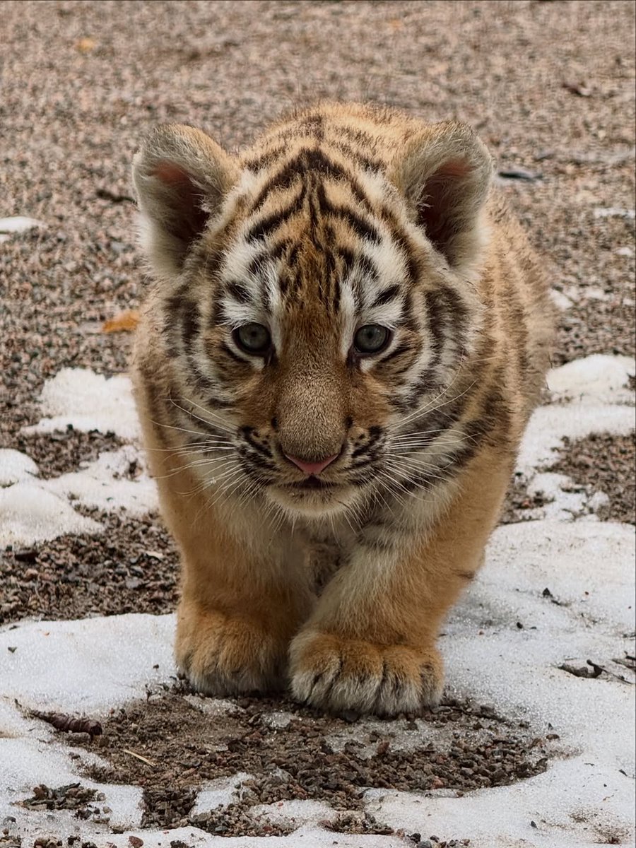 ANIMAL KINGDOM tweet media