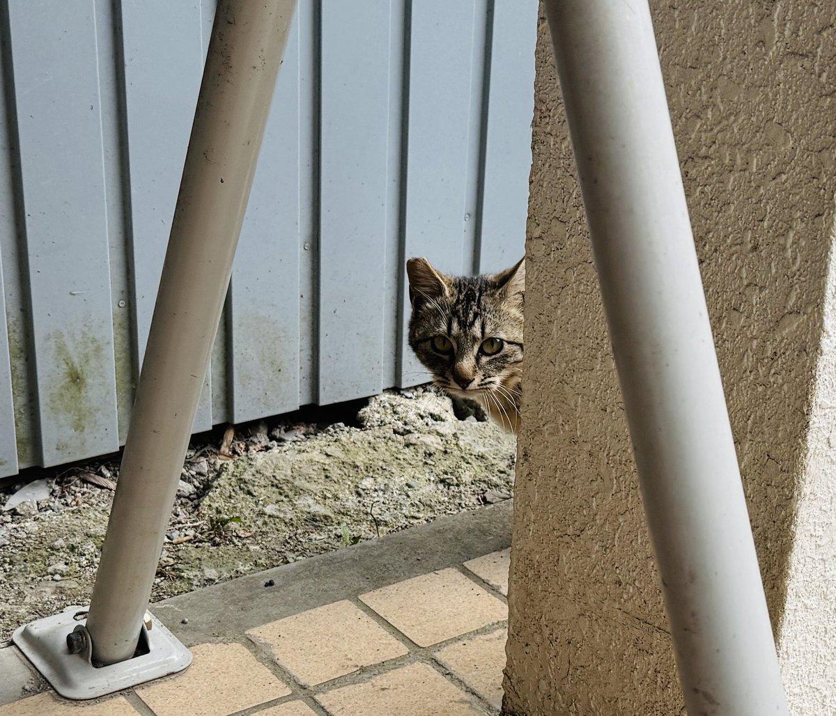 レイナール tweet media